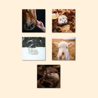 Magnets décoratifs – Animaux