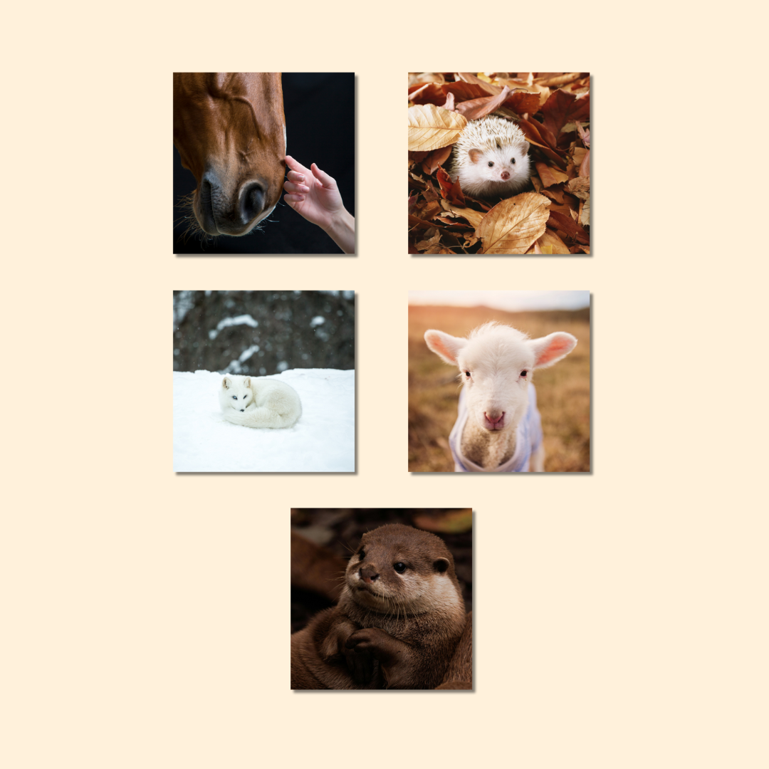 Magnets décoratifs – Animaux