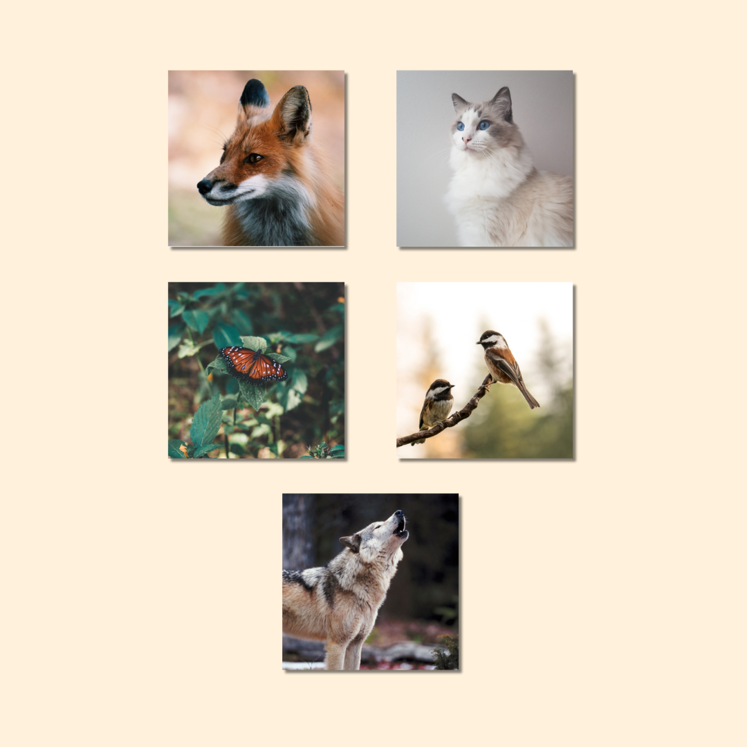 Magnets décoratifs – Animaux