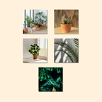 Magnets décoratifs – Plantes