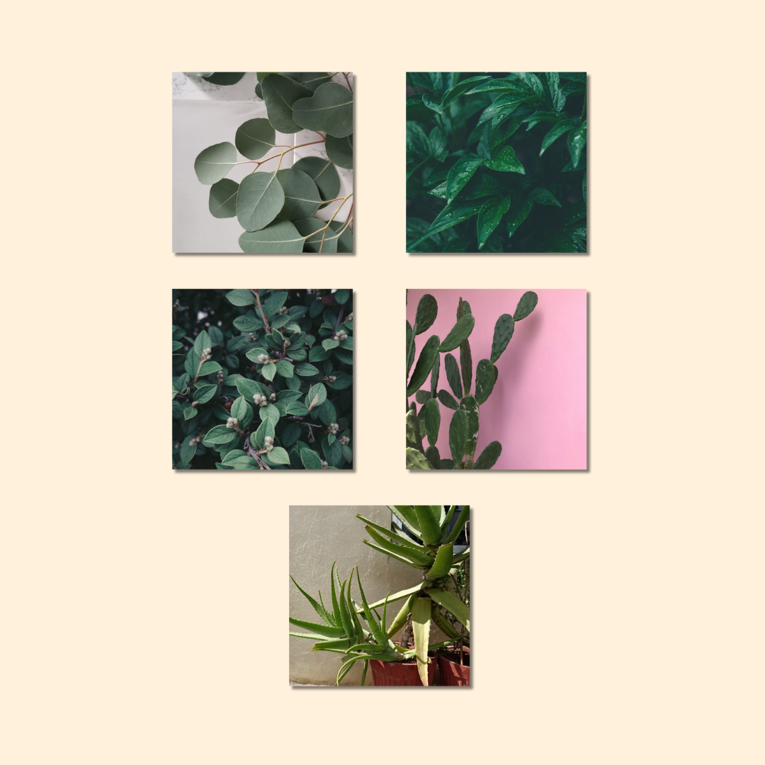 Magnets décoratifs – Plantes