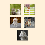 Magnets décoratifs – Animaux