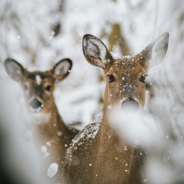 Magnets décoratifs - Hiver