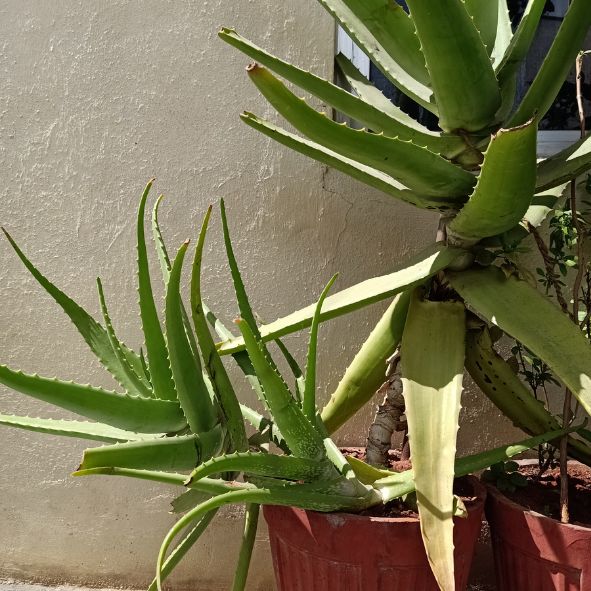 Magnets décoratifs – Plantes