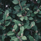 Magnets décoratifs – Plantes