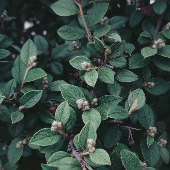 Magnets décoratifs – Plantes
