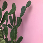 Magnets décoratifs – Plantes