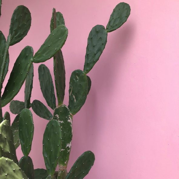 Magnets décoratifs – Plantes