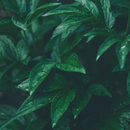 Magnets décoratifs – Plantes