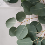 Magnets décoratifs – Plantes