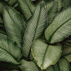 Magnets décoratifs – Plantes