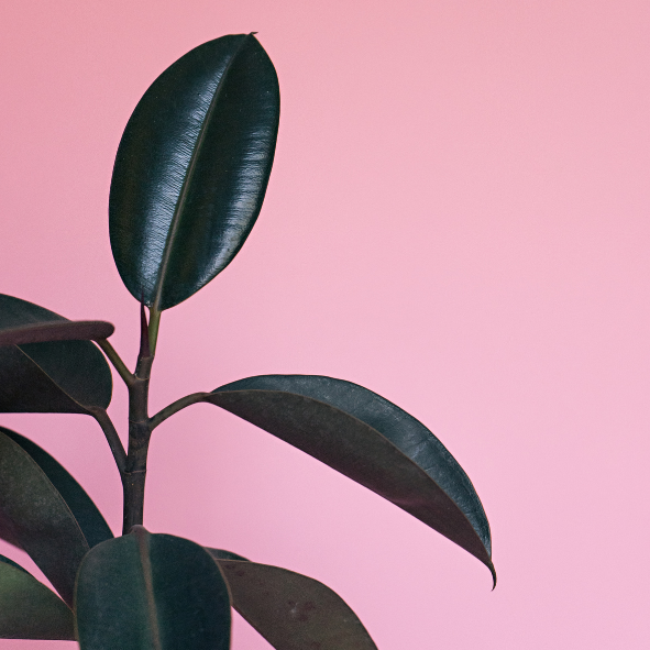 Magnets décoratifs – Plantes