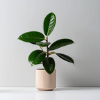 Magnets décoratifs – Plantes