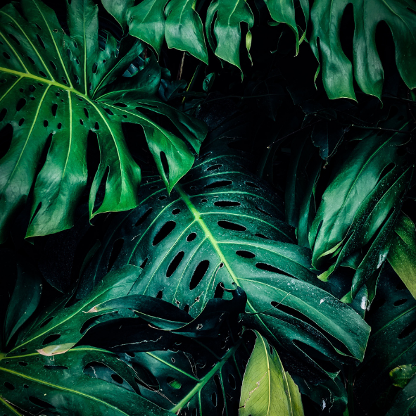 Magnets décoratifs – Plantes