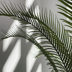 Magnets décoratifs – Plantes