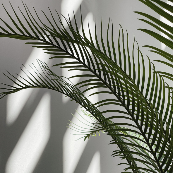 Magnets décoratifs – Plantes