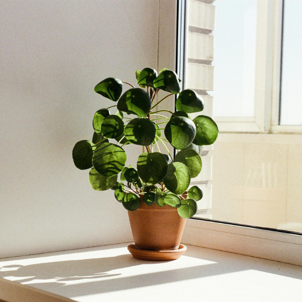 Magnets décoratifs – Plantes