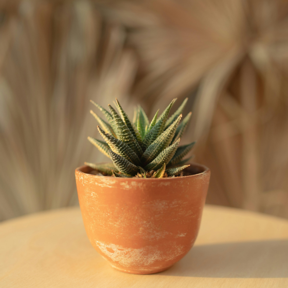Magnets décoratifs – Plantes