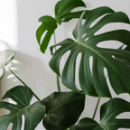 Magnets décoratifs – Plantes