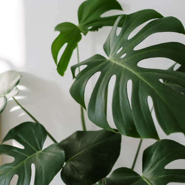 Magnets décoratifs – Plantes