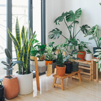 Magnets décoratifs – Plantes