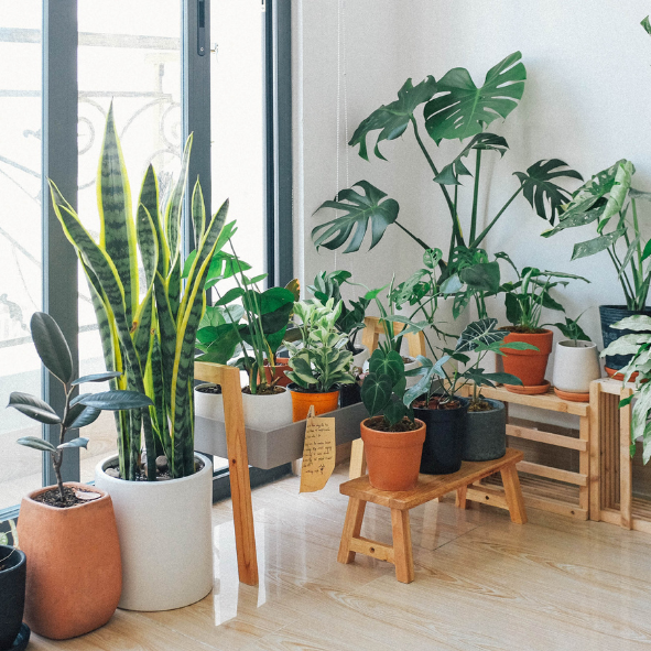 Magnets décoratifs – Plantes