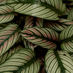 Magnets décoratifs – Plantes