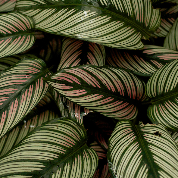 Magnets décoratifs – Plantes