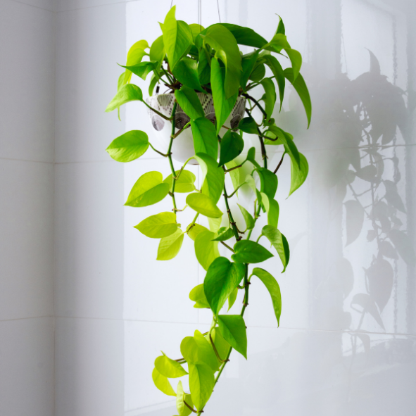 Magnets décoratifs – Plantes