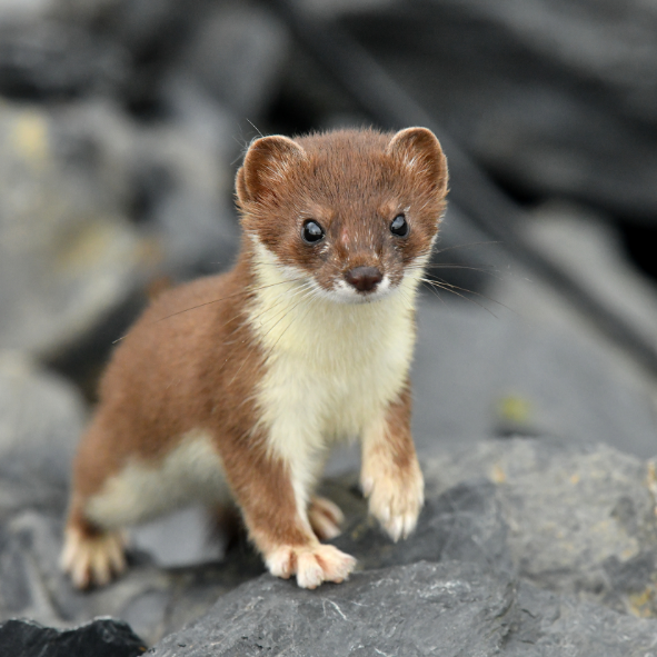 Magnets décoratifs – Animaux