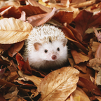 Magnets décoratifs – Animaux